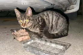 流浪小猫被热心小哥喂养后一天一个样，呆萌可爱随便撸视频封面