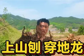 95后大学生上山刨“根”卖钱，感受儿时赚钱的快乐，结果收入惊人视频封面