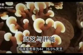 《灵芝在阳康后对肝脏的作用很重要》视频封面