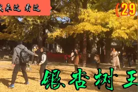 这棵世界上最长寿的银杏树，树龄超过4000年，看看什么样？视频封面
