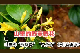 山里生长的“断肠草”“大茶药”你们认识吗？视频封面