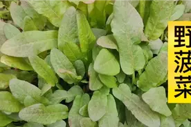 80岁奶奶告诉我，野菠菜煮水洗头，头发乌黑顺滑！视频封面