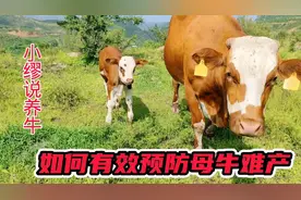 养母牛平时要搞好这几个方面的细节管理，可以有效预防发生难产视频封面