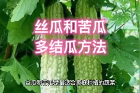 种植丝瓜和苦瓜，从头到尾分享给你全套方法，结瓜一茬接一茬视频封面