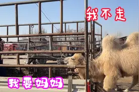 最深厚的母爱是什么？母子分离多么让人心痛，看到这一幕心都碎了视频封面