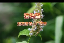 广藿香和藿香是有区别的，一起来了解一下视频封面