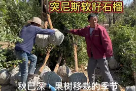 庭院“果树之王”软籽石榴，棵棵带果，种在房前院内寓意多子多福视频封面