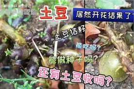 土豆居然也会开花结果!土豆结籽能吃吗?能做种子吗?还有土豆收吗?