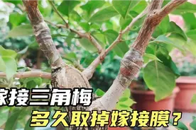 嫁接三角梅，多久取掉嫁接膜合适？时间把握不好可能功亏一篑视频封面