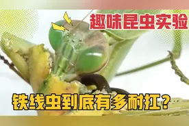 趣味昆虫实验，铁线虫生命力太顽强了，剪成5段放置一周都死不了视频封面