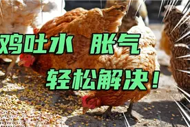 不管养什么鸡，出现吐水，胀气，饲料便，不要慌，教你轻松解决！视频封面