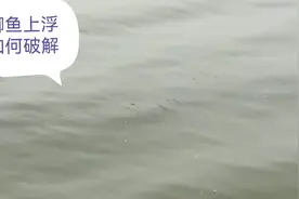 野钓，春季鲫鱼起浮到水面怎么钓？用什么方法破解，求高手指导视频封面