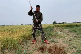 农民种地小妙招，小波花200块买洛阳铲，用来探测土质，简单高效视频封面