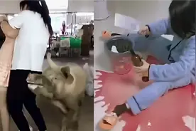 想不到美女被猪拱啦，美女这量有点大啊视频封面