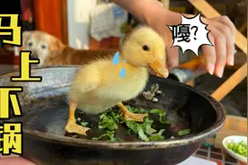 2000元一只的柯尔鸭应该怎么“吃”？详细的教程来了！视频封面