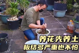 养花先养土，花土这样养，不管板结多严重，也会松软如蛋糕视频封面