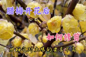 想要腊梅开花多，修剪是重点，掌握修剪方法来年腊梅开满枝视频封面