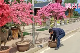 映山红都开花了，好几个品种，感觉最漂的的是鸡血红视频封面