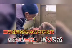 一只独臂猴被84岁奶奶救下，在佛寺庙相依为命二十年，爆火网络！视频封面