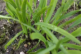 种植韭菜高产，施上一点它？后期又粗又白又长又翠绿视频封面