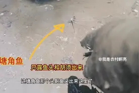 农村九哥家清鱼塘了，塘角鱼专泥里面露出鱼头胡须，拿个桶抓爆了视频封面