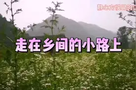 口琴 一首80年代很流行的台湾校园歌曲《走在乡间的小路上》视频封面