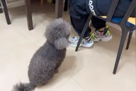 我也想吃你的早餐