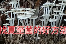 夏至菌的季节到了，用这2种方法去找，野外的夏至菌愿意跟你回家
