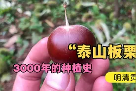 全身是刺的板栗原来是这么采摘的，用竹竿打在地上再用工具捡起来