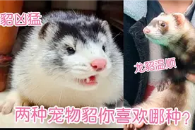 同体型水貂吊打龙貂？水貂凶猛龙貂温顺喜欢哪种宠物貂？视频封面