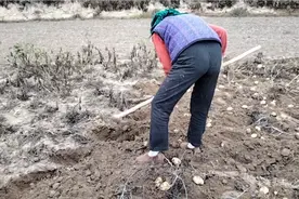 实拍甘肃农村大妈挖洋芋，一亩地挖500斤，5，太辛苦又心酸！视频封面