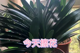 农用链霉素的妙用擦拭君子兰的水里加一点，杀菌灭菌安全好。