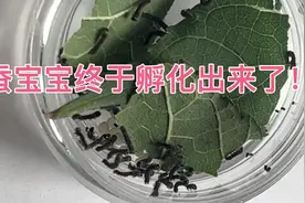 4月15日来的蚕宝宝4月24日终于孵化出来了！真的很像小小蚂蚁！视频封面