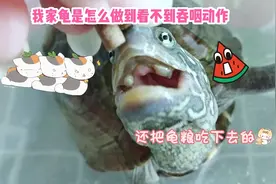 我家龟是怎么做到看不到吞咽动作，还把龟粮吃下去的视频封面