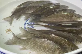 鲫鱼汤像我这样做，汤白如牛奶，也不用担心鱼刺，鲜香浓郁无腥味视频封面