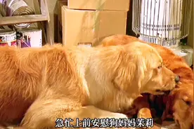 几只狗宝宝丢了，狗爸爸竟然用这样的方式安慰狗妈妈视频封面