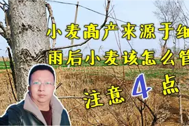 昨日普遍降雨，雨后小麦怎样管理？注意这4点视频封面