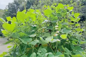 白露节气刚过湖北农村绿色眉豆都开始成熟了，花儿漂亮豆子特别多视频封面