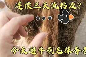 3月2号流粘液，之后的5 6 7号三天都流淡茶色透明粘液，新手难题视频封面