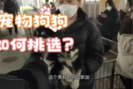 今天带粉丝挑选一只会站立走路泰迪视频封面