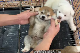 出生30天的小柴犬，主人刚要撸小脸就举着小手投降，真是成精了！视频封面