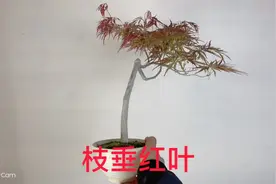 枝垂红叶羽毛枫盆景盆栽实物老桩，家庭养花，养护知识，进口盆景