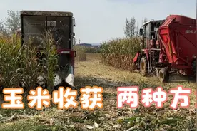 农村玉米收获时节，地里来了新机器，两种收割方式大比拼，哪种好视频封面
