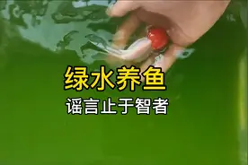 绿水养鱼并没有那么强大，大家不要人云亦云，实践后的我来辟谣了