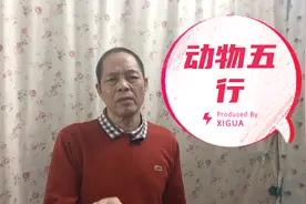 您想知道12生肖的五行是什么吗？视频封面