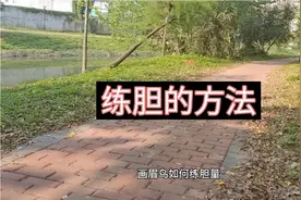 画眉如何练胆，以下个人观点，你们还有更好的方法吗视频封面