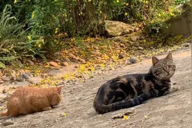 流浪猫“虎皮”（7）～老大偏爱面包视频封面