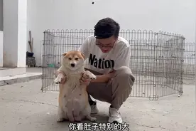 怀孕58天的柴犬，肚子大的垂到地上能摸到胎动，猜猜到底能生几只视频封面