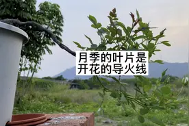 月季的叶片是开花的导火线 由光照点燃视频封面
