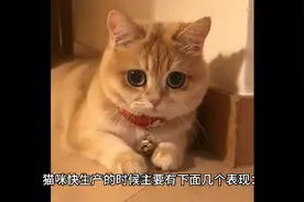 猫咪生产前的征兆视频封面